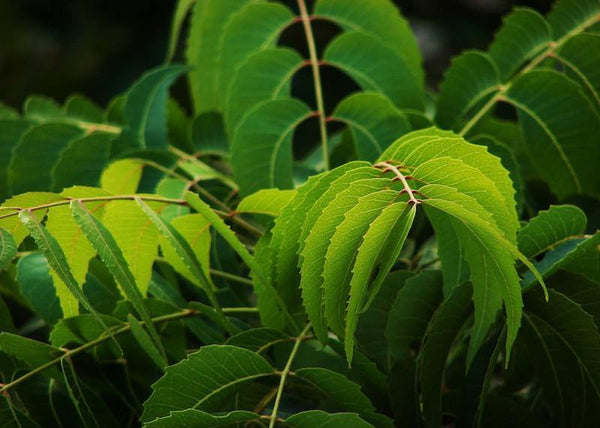 Learn About The Ayurvedic Herb Neem - Uses And Benefits